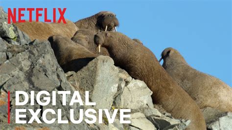 walrus movie netflix